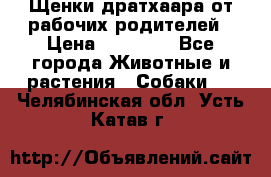 Щенки дратхаара от рабочих родителей › Цена ­ 22 000 - Все города Животные и растения » Собаки   . Челябинская обл.,Усть-Катав г.
